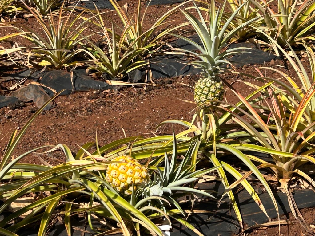 Why is My Teenager So&nbsp;Mad?